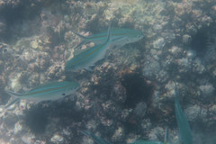 Caesio caerulaurea