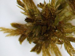 Sphagnum majus