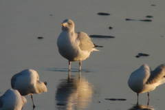 Larus delawarensis