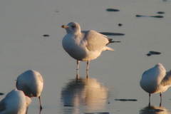 Larus delawarensis
