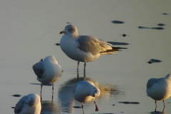 Larus delawarensis
