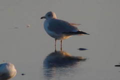 Larus delawarensis