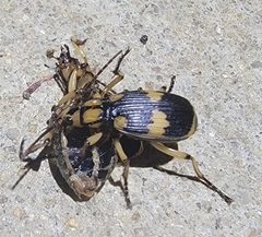 Pheropsophus javanus