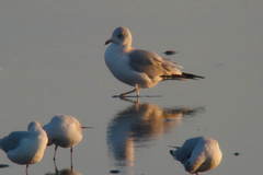 Larus delawarensis