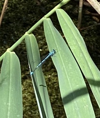 Enallagma cyathigerum