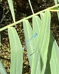 Enallagma cyathigerum