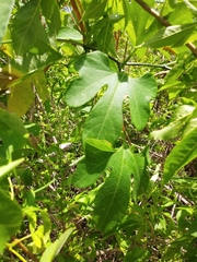 Cayaponia americana