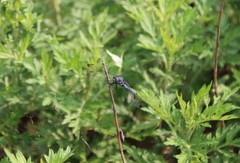 Orthetrum lineostigma