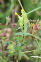 Rhinanthus minor