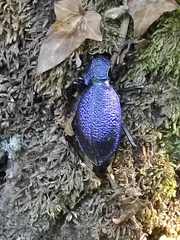 Carabus scabrosus