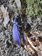 Carabus scabrosus