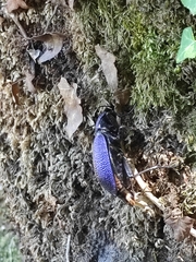 Carabus scabrosus