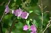 Eastern Tree-Mallow - Photo (c) Xenia Stad, some rights reserved (CC BY-NC), uploaded by Xenia Stad