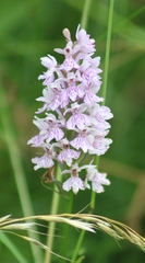 Dactylorhiza fuchsii