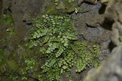 Asplenium dentatum