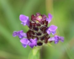 Prunella vulgaris