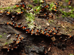 Physarum psittacinum