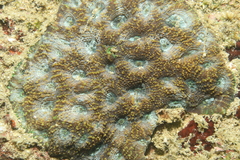 Acanthastrea