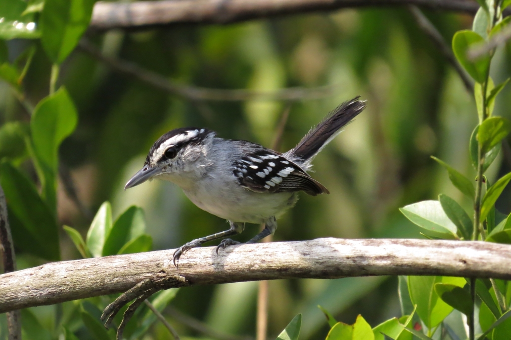 Predicted Antwren photo