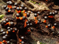 Physarum psittacinum