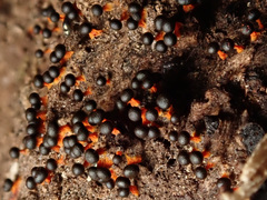 Physarum psittacinum