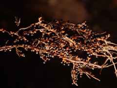 Physarum psittacinum