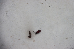 Macrolycus flabellatus