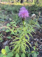 Cirsium pumilum