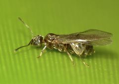 Prolasius advena