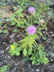 Cirsium pumilum