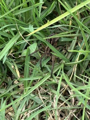 Lycosa erythrognatha