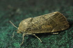 Cosmia affinis