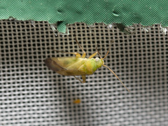 Megalocoleus molliculus