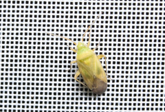 Megalocoleus molliculus