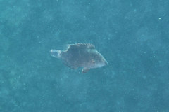 Cheilinus chlorourus