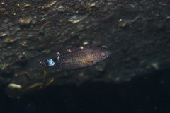 Cheilinus chlorourus