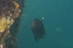 Plectroglyphidodon obreptus