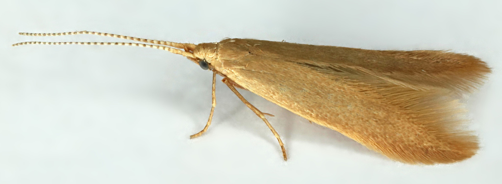Tipped Oak Case-bearer