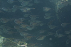 Pempheris oualensis
