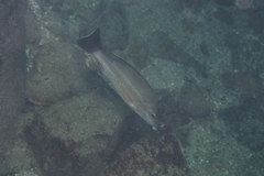 Lutjanus lemniscatus