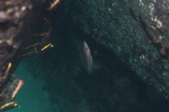 Pseudolabrus eoethinus