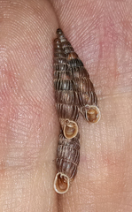 Macrogastra borealis