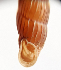 Macrogastra borealis