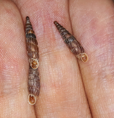 Macrogastra borealis