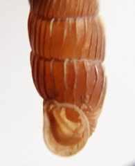 Macrogastra borealis