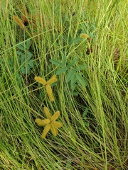 Mimosa hystricina