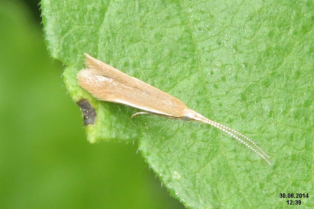 Brown Alder Case-bearer