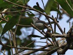 Polioptila bilineata