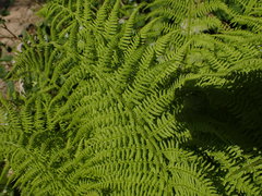 Athyrium distentifolium