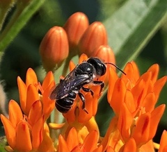 Megachile